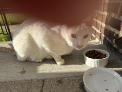 Found/Stray Male Cat last seen Geers ave, Columbus, OH 43206