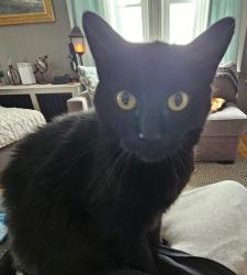 Lost Male Cat last seen Waldron and Aqueduct Rd, Cranston, RI 02910