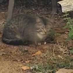 Found/Stray Male Cat last seen Jackson Trail Rd/Gum Springs Ch Rd, Jefferson, GA 30549