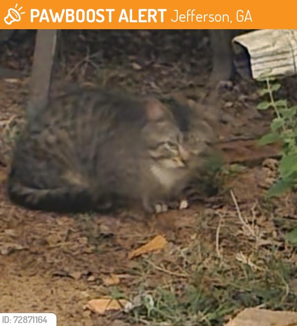 Found/Stray Male Cat last seen Jackson Trail Rd/Gum Springs Ch Rd, Jefferson, GA 30549