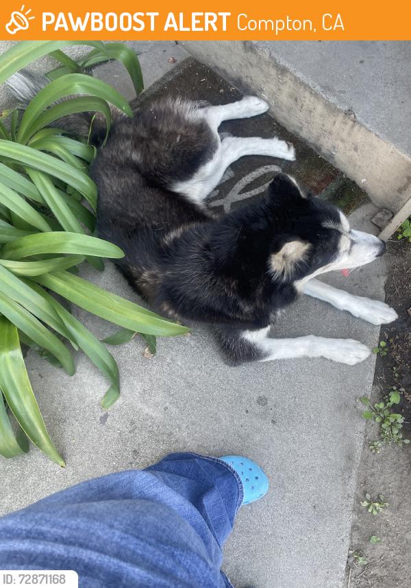 Found/Stray Male Dog last seen compton blvd, Compton, CA 90220