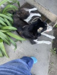 Found/Stray Male Dog last seen compton blvd, Compton, CA 90220