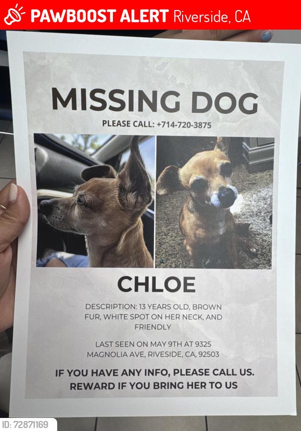 Lost Female Dog last seen Magnolia, van  buren and Jackson , Riverside, CA 92503