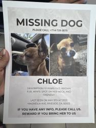 Lost Female Dog last seen Magnolia, van  buren and Jackson , Riverside, CA 92503