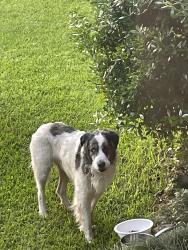 Found/Stray Male Dog last seen Cokesdale Road / Dinton Road, Lexington County, SC 29212