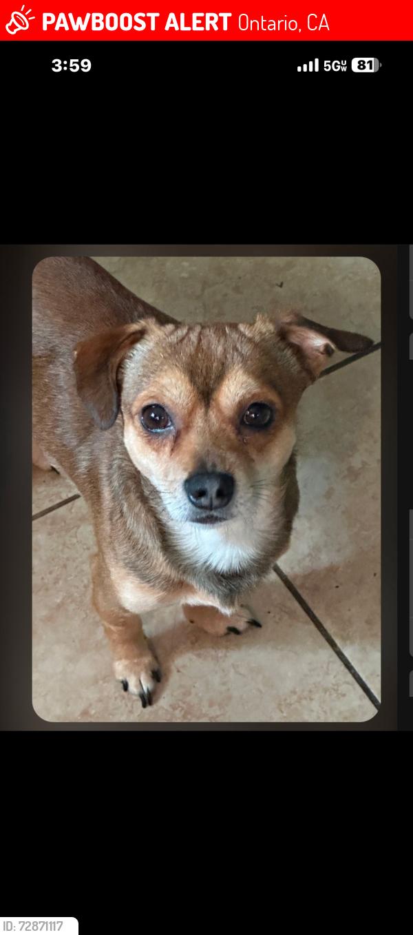 Lost Male Dog last seen s Euclid ave and e holt blvd, Ontario, CA 91764