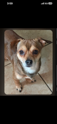 Lost Male Dog last seen s Euclid ave and e holt blvd, Ontario, CA 91764