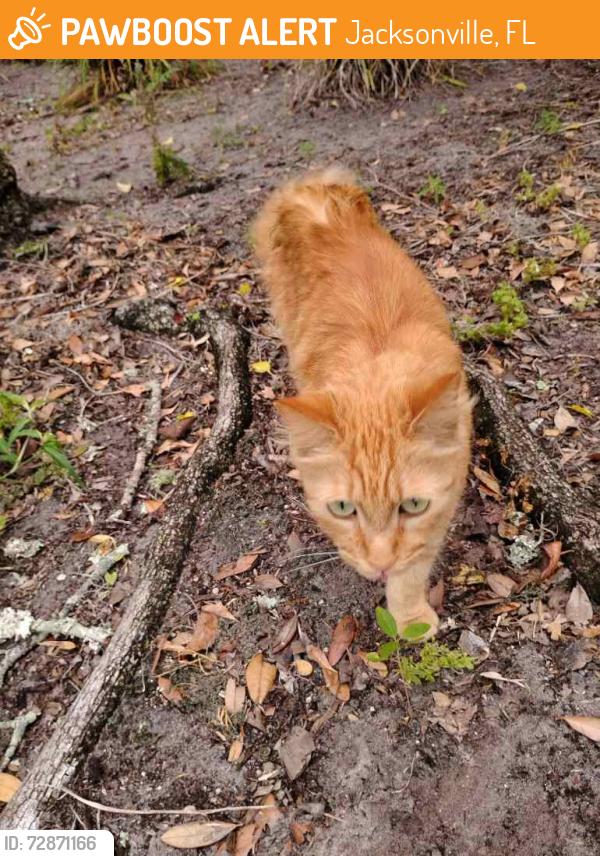 Found/Stray Unknown Cat last seen Cedar and Belmonte, Jacksonville, FL 32207