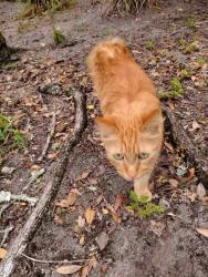 Found/Stray Unknown Cat last seen Cedar and Belmonte, Jacksonville, FL 32207