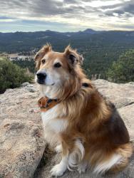 Reunited Female Dog last seen 22nd and Marion, Denver, CO 80205