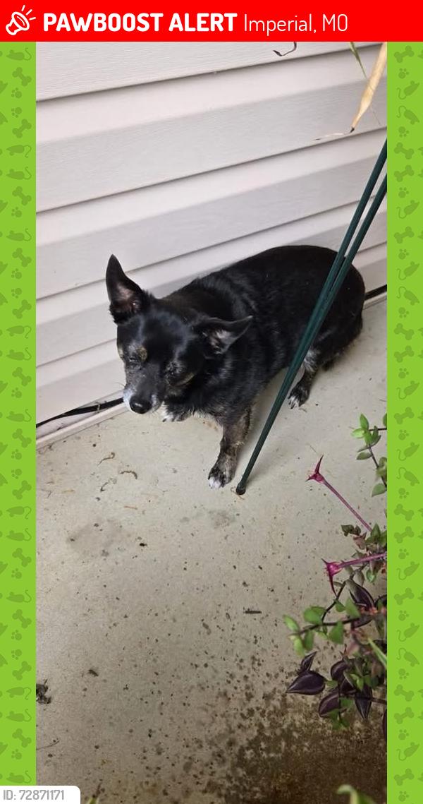 Lost Male Dog last seen Flamm and Old Antonio Imperial Mo , Imperial, MO 63052