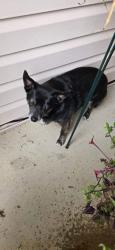 Lost Male Dog last seen Flamm and Old Antonio Imperial Mo , Imperial, MO 63052
