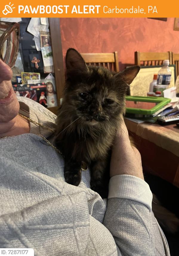 Found/Stray Female Cat last seen Brooklyn St, Carbondale, PA 18407