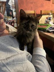 Found/Stray Female Cat last seen Brooklyn St, Carbondale, PA 18407