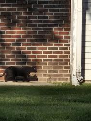 Found/Stray Unknown Cat last seen Behind cndmniums near pond , Kentwood, MI 49512