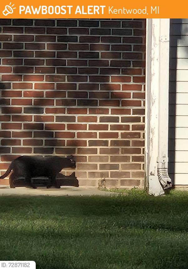 Found/Stray Unknown Cat last seen Behind cndmniums near pond , Kentwood, MI 49512