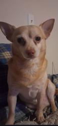 Lost Male Dog last seen Hills rd Timmonsville sc, S Hill Rd, NY 12428