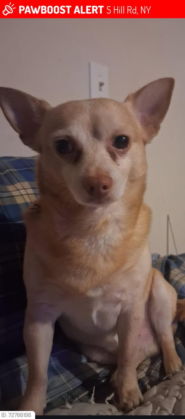 Lost Male Dog last seen Hills rd Timmonsville sc, S Hill Rd, NY 12428