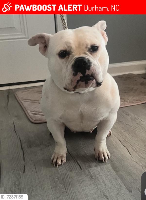 Lost Female Dog last seen She lives very close to the NCCU campus, so hopefully shes still in the area, Durham, NC 27707