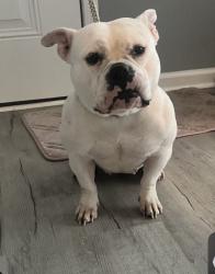 Lost Female Dog last seen She lives very close to the NCCU campus, so hopefully shes still in the area, Durham, NC 27707