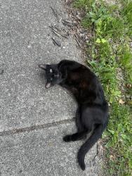 Found/Stray Female Cat last seen Omega Dr & Kingpin - Waltham Woods, Columbus, OH 43231