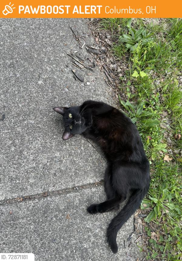 Found/Stray Female Cat last seen Omega Dr & Kingpin - Waltham Woods, Columbus, OH 43231