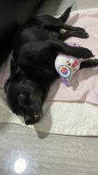 Lost Male Dog last seen School Lincoln Elementary , North Las Vegas, NV 89030