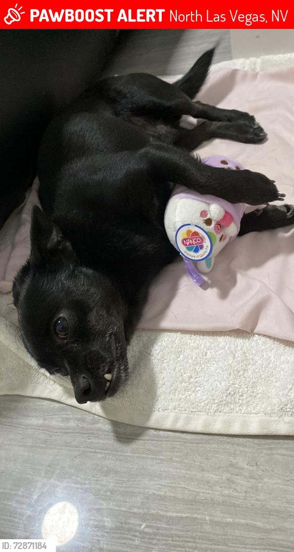 Lost Male Dog last seen School Lincoln Elementary , North Las Vegas, NV 89030