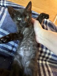 Found/Stray Male Cat last seen Alice Birney Elementary, Colton, CA 92324