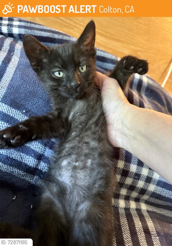 Found/Stray Male Cat last seen Alice Birney Elementary, Colton, CA 92324