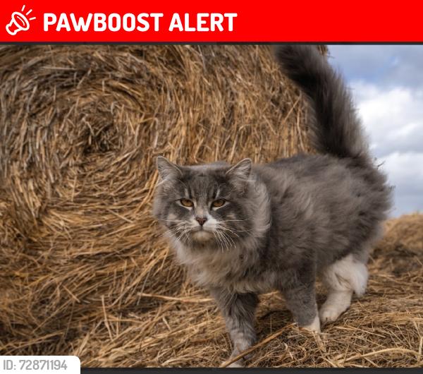 Lost Male Cat last seen At my hse, Alberta Beach, AB T0E