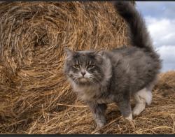 Lost Male Cat last seen At my hse , Alberta Beach, AB T0E
