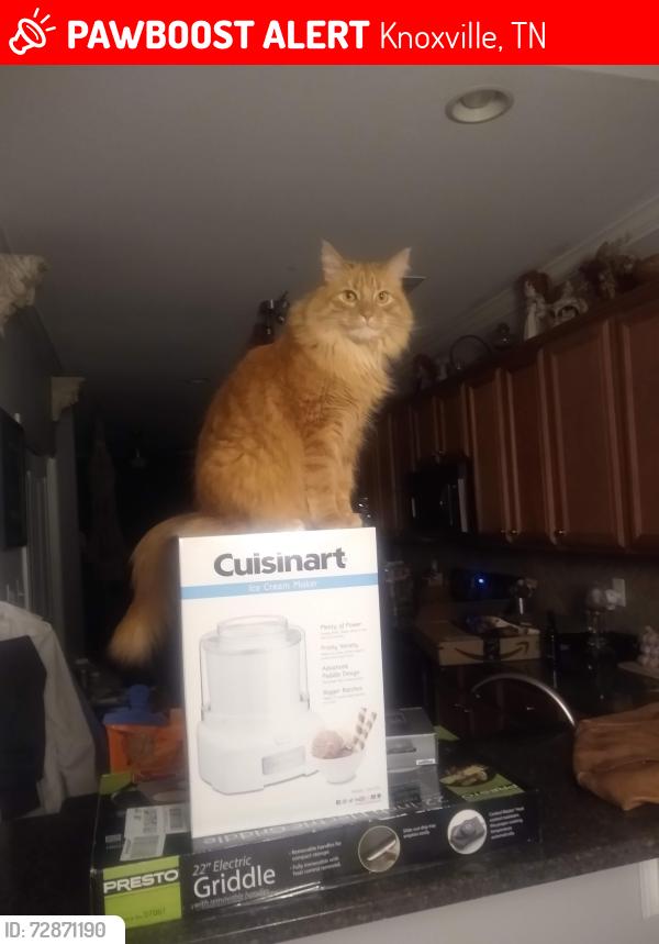 Lost Male Cat last seen Yarnell Road, Cutters Run subdivision , Knoxville, TN 37932