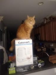 Lost Male Cat last seen Yarnell Road, Cutters Run subdivision , Knoxville, TN 37932
