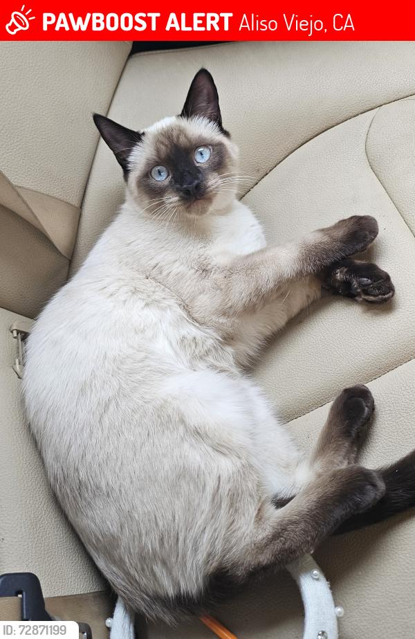 Lost Male Cat last seen Lake Forest sports park, Pheasant Creek cndmnium, Lake Forest, CA 92630