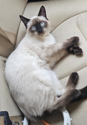 Lost Male Cat last seen Lake Forest sports park, Pheasant Creek cndmnium, Lake Forest, CA 92630