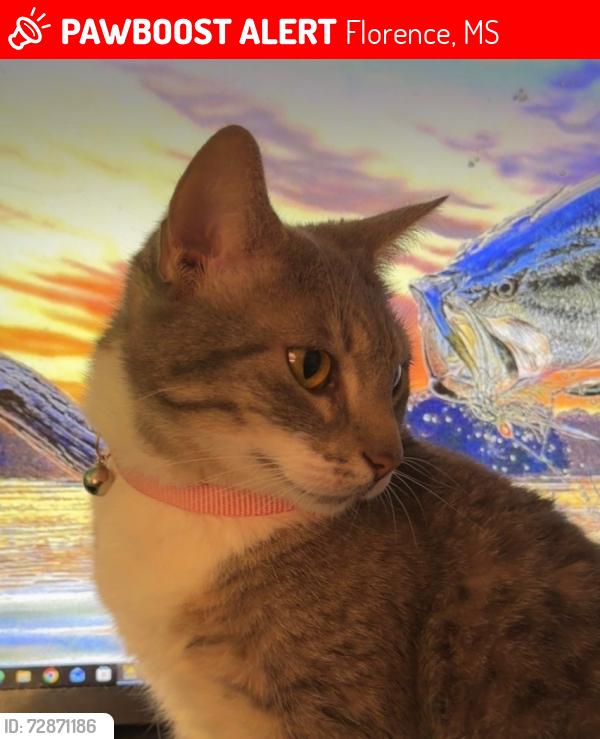 Lost Female Cat last seen Main Street , Florence, MS 39073