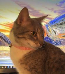 Lost Female Cat last seen Main Street , Florence, MS 39073