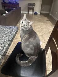 Lost Male Cat last seen Heartland gardens- grassland way , Gilroy, CA 95020