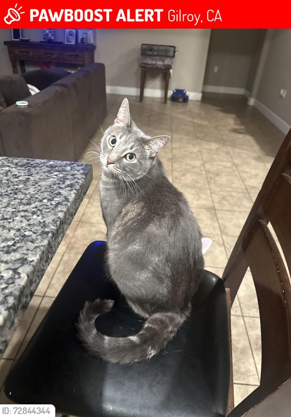 Lost Male Cat last seen Heartland gardens- grassland way, Gilroy, CA 95020