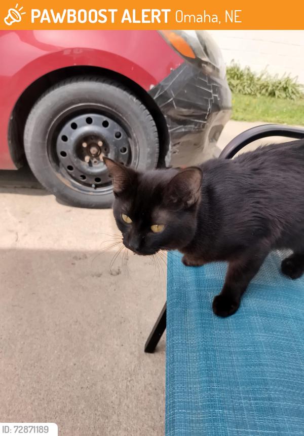 Found/Stray Male Cat last seen JA Crieghton and Franklin St Omaha ne, Omaha, NE 68111