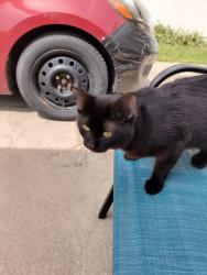 Found/Stray Male Cat last seen JA Crieghton and Franklin St Omaha ne, Omaha, NE 68111
