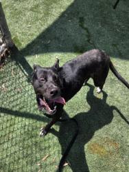 Shelter Stray Female Dog last seen , Los Angeles, CA 90047