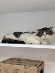 Shelter Stray Male Cat last seen Near , Indianapolis, IN 46221