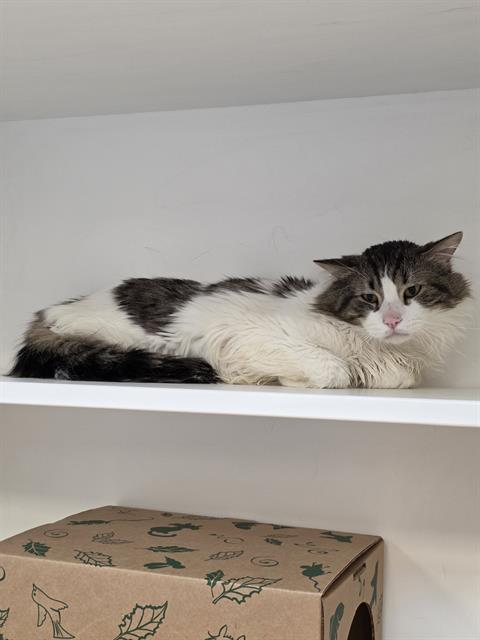 Shelter Stray Male Cat last seen Near , Indianapolis, IN 46221