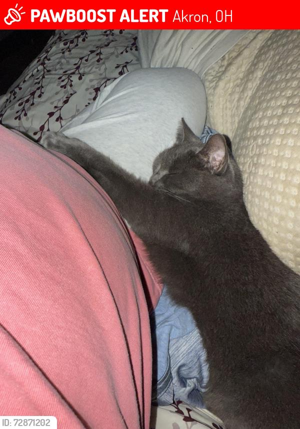 Lost Female Cat last seen Inman, Akron, OH 44306