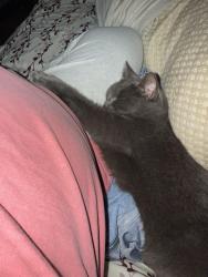Lost Female Cat last seen Inman, Akron, OH 44306