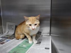 Shelter Stray Male Cat last seen , Los Angeles, CA 90025
