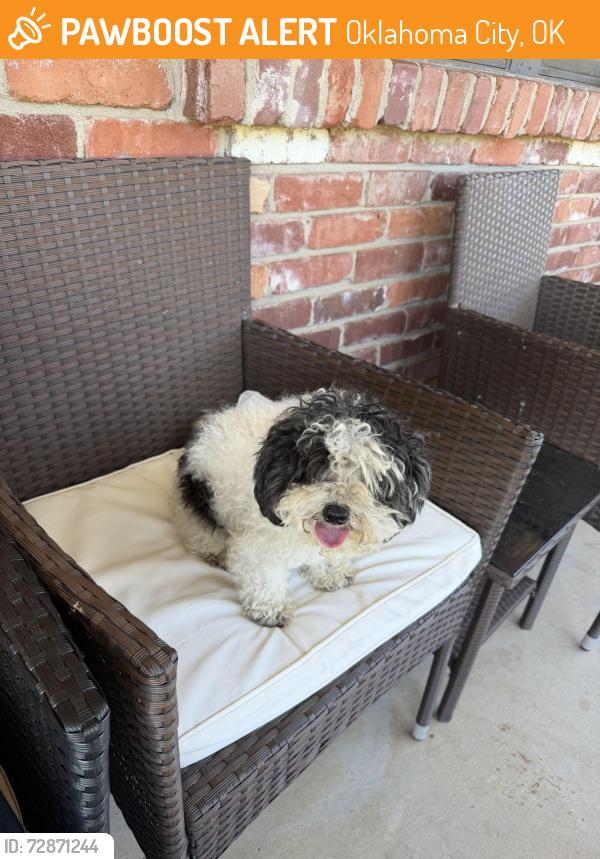 Found/Stray Male Dog last seen Sw 81st and Victoria. South OKC, Oklahoma City, OK 73139