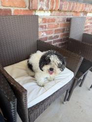 Found/Stray Male Dog last seen Sw 81st and Victoria. South OKC, Oklahoma City, OK 73139